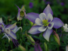 Aquilegia caerulea 'Origami Blue-White'